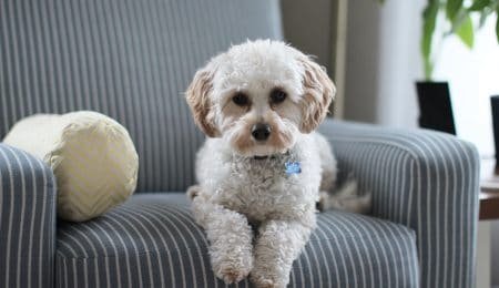 dog on a chair and flying with pets