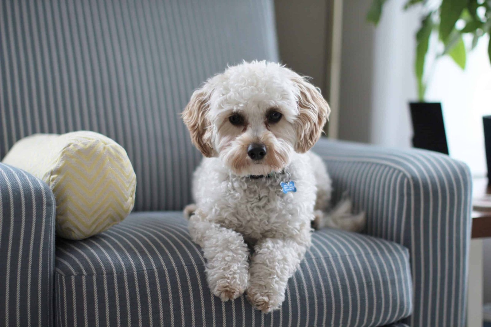 dog on a chair and flying with pets